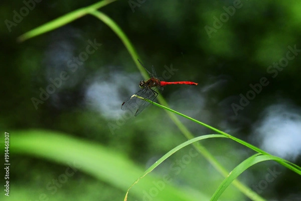 Fototapeta 水辺の草に止まる赤とんぼ
