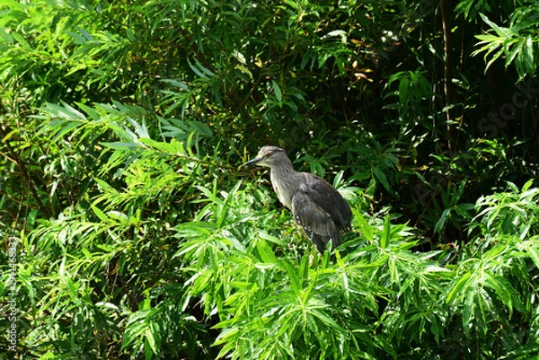 Fototapeta 川を見つめるゴイサギ