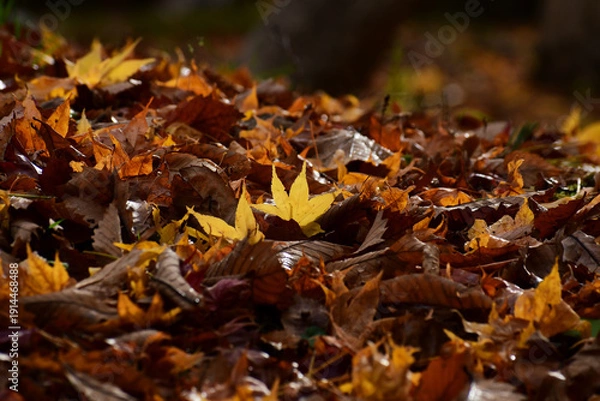 Fototapeta 朝露に濡れる落ち葉