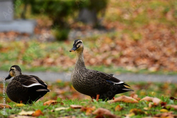 Fototapeta 晩秋の公園のカルガモ