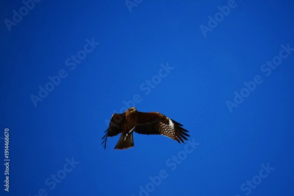 Fototapeta 魚を抱えて飛ぶトビ