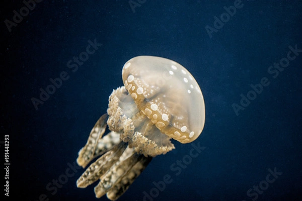 Obraz Moon Jellyfish