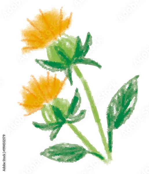 Obraz クレヨンでラフに描いた漢方生薬、紅花のベクターイラスト