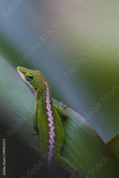 Fototapeta Anole