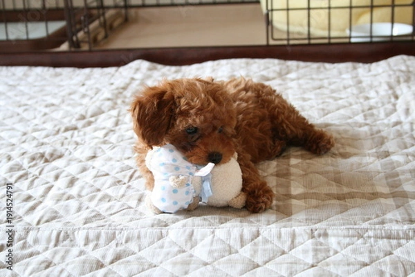 Obraz おもちゃと遊ぶトイプードルの子犬