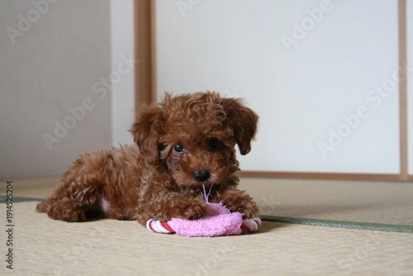Obraz おもちゃと遊ぶトイプードルの子犬