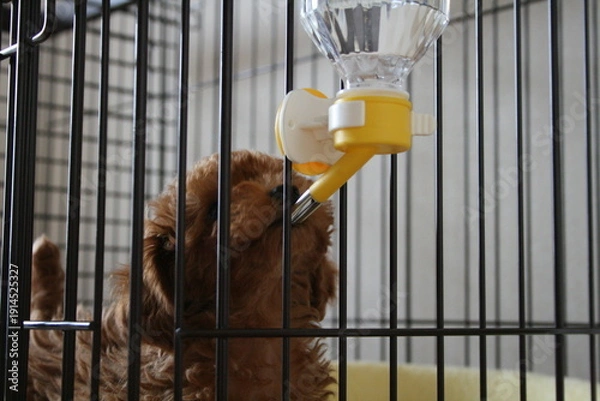 Obraz 水を飲むトイプードルの子犬