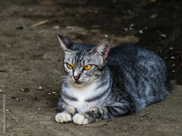 Obraz cat in the snow
