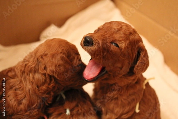 Obraz あくびするトイプードルの赤ちゃん