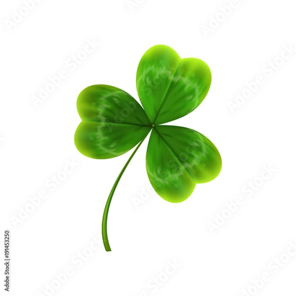 Fototapeta green leave of clover. realistic vector