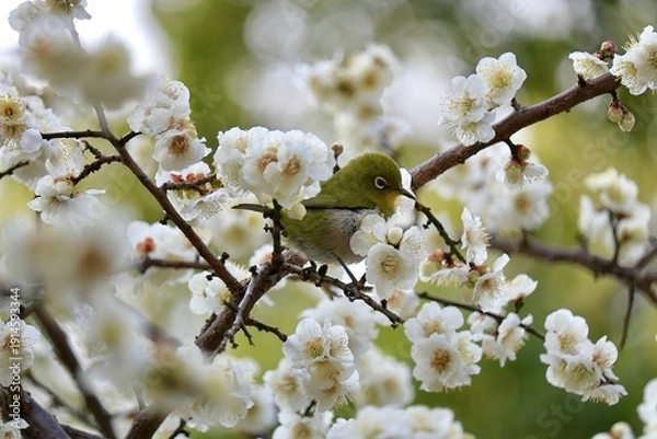 Obraz 春の訪れを知らせる枝垂れ梅とメジロ