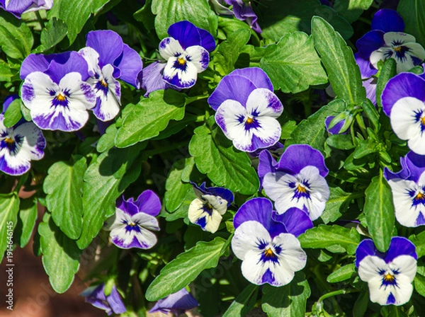 Fototapeta iris flowers background