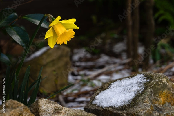 Obraz 残る雪と黄色いラッパ水仙20260208