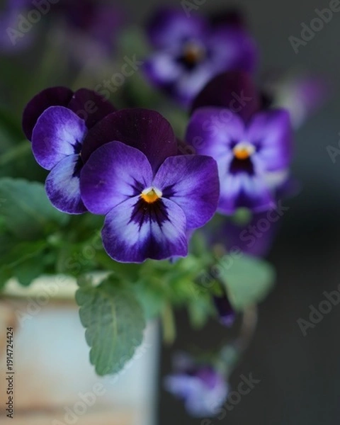 Obraz 花壇の花ビオラ