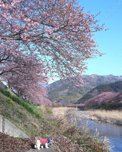 Obraz 里山河津桜の風景