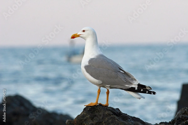 Obraz goéland argenté