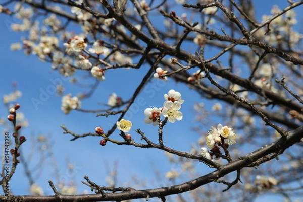 Obraz 青空に早咲きの梅の花　河川沿いの風景