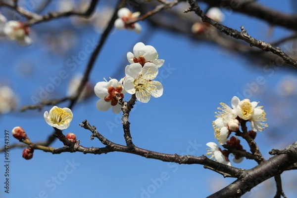 Obraz 青空に早咲きの梅の花　河川沿いの風景
