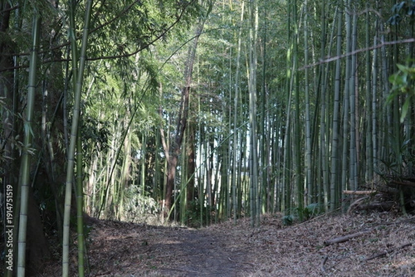Obraz 冬の川沿い散歩道　うっそうと生える竹林　