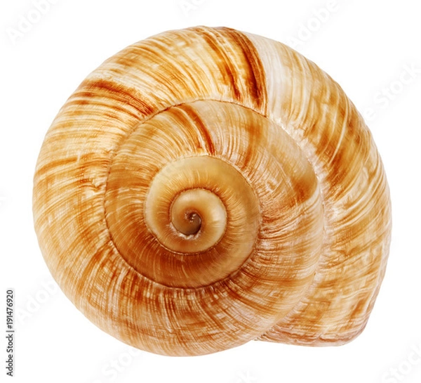 Obraz Snail shell