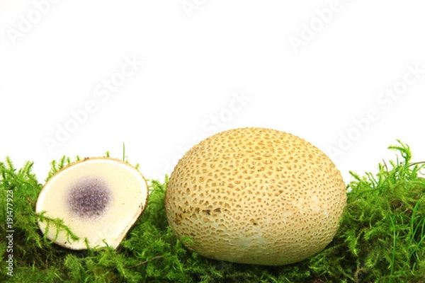 Fototapeta Kartoffelbovist (Scleroderma citrinum)