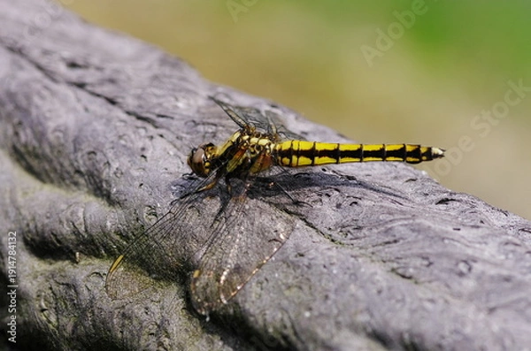 Obraz シオヤトンボ