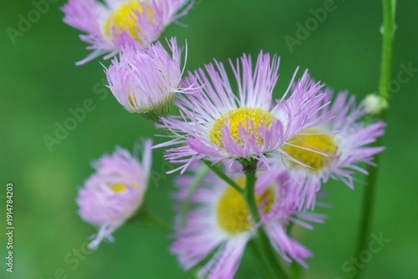 Obraz ハルジオンの花