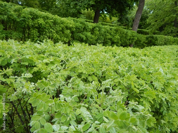 Obraz Green spring bushes.