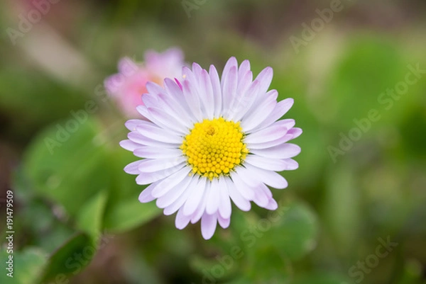 Fototapeta margherita  2