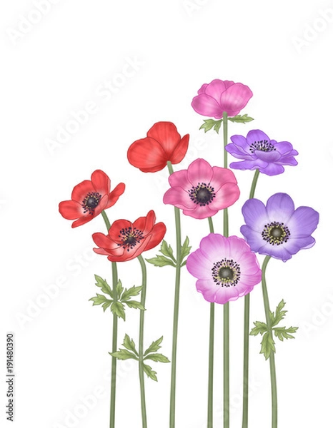 Fototapeta This picture is an illustration of Anemone. This is an illustration that depicts delicate portrayals and modern colors.