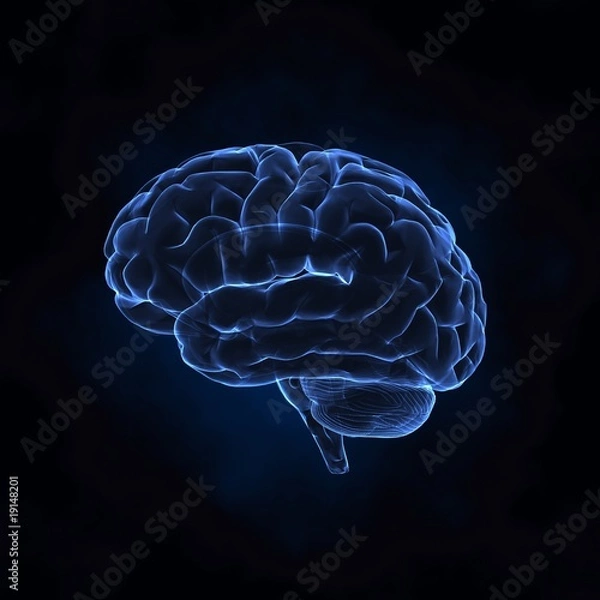 Obraz Human brain left x-ray view