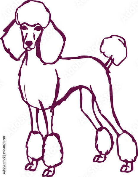 Obraz Poodle Line Drawing Illustration