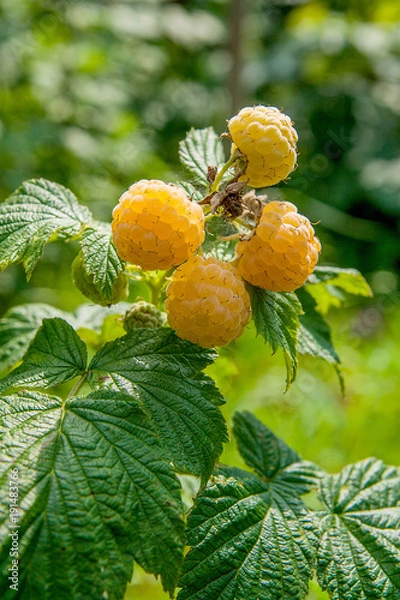 Fototapeta Close up of the ripe and unripe yellow raspberry in the fruit garden. Growing natural bush of yellow raspberry. Branch of yellow raspberry in sunlight..