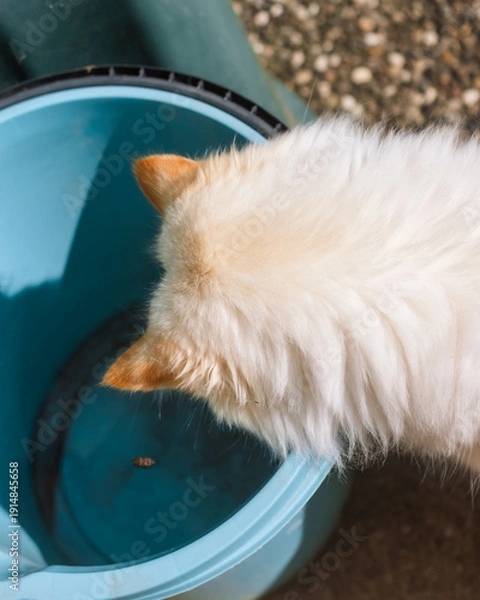 Fototapeta Fluffy cat looking at a bug inside a bucket