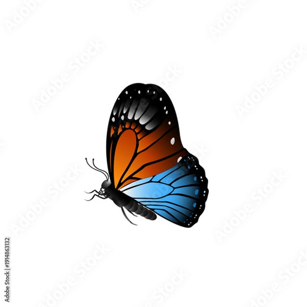 Obraz butterfly on white background