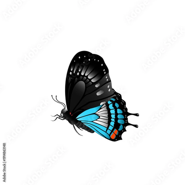 Obraz butterfly on white background