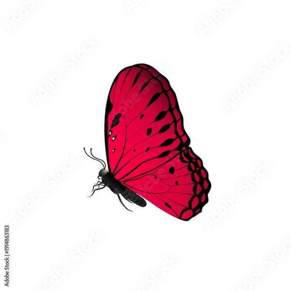 Obraz red butterfly isolated on white