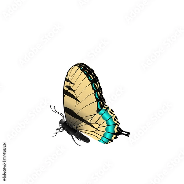 Obraz butterfly on white background