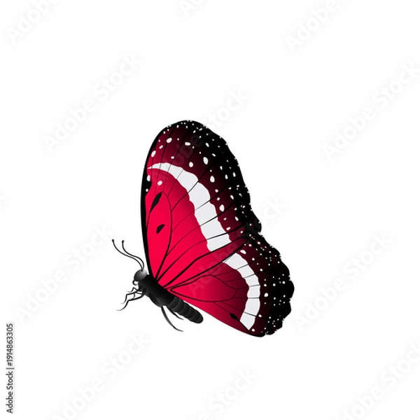 Obraz butterfly on white background