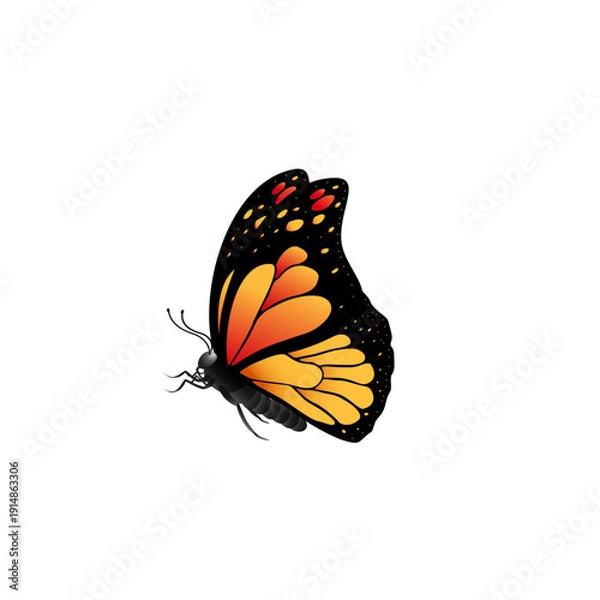 Obraz butterfly on white background