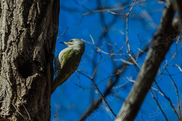 Obraz 청딱따구리 