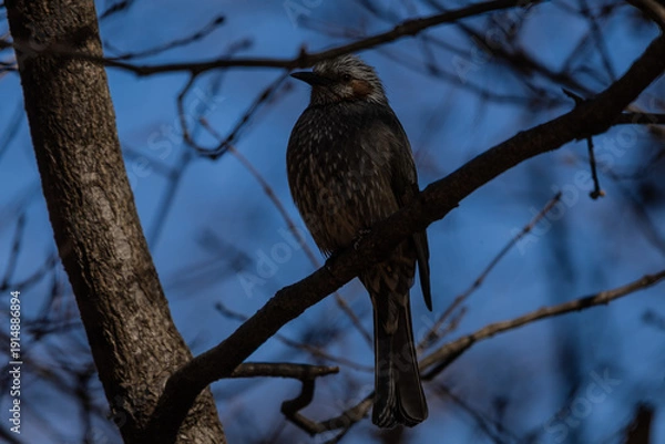 Obraz 한국의 새 직박구리 