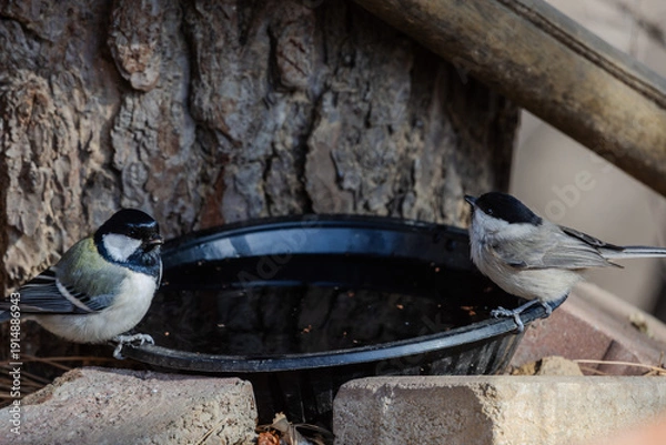 Obraz 한국의 새 박새 