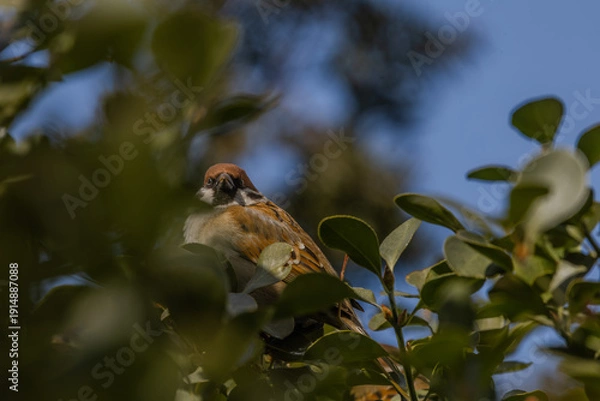 Obraz 한국의 새  참새 