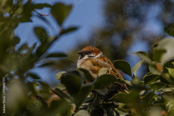 Obraz 한국의 새  참새 