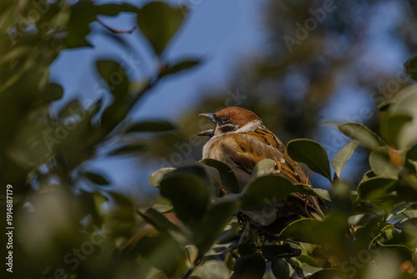 Obraz 한국의 새  참새 