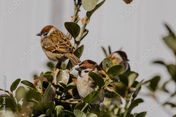 Obraz 한국의 새  참새 
