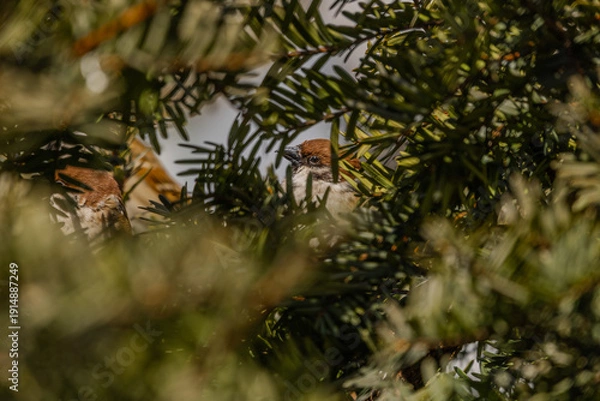 Obraz 한국의 새  참새 