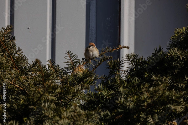 Obraz 한국의 새  참새 