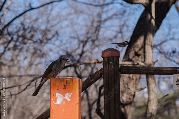 Obraz 직박구리와 박새 